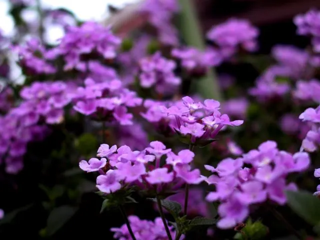 Improved Lantana (Lantana Hybrids) — ranging in hues from yellow