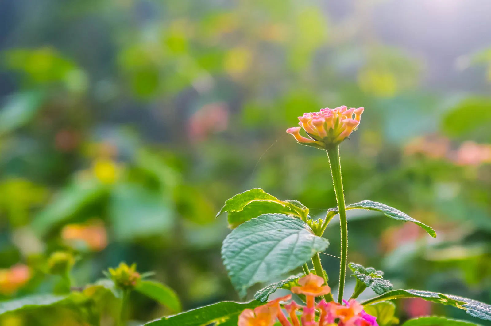 Improved Lantana (Lantana Hybrids) — these hybrids typically perform as perennials