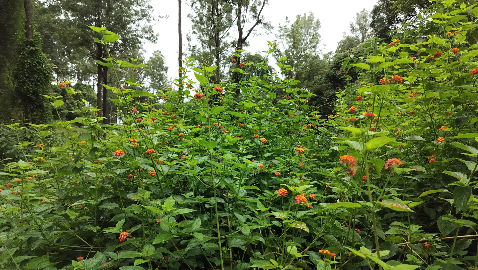 Improved Lantana (Lantana Hybrids) — they can be toxic if ingested by pets or humans