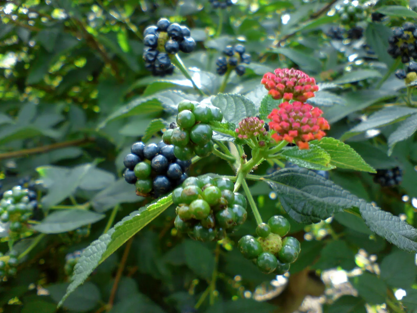 Improved Lantana (Lantana Hybrids) — These low-maintenance hybrids typically grow to 2-4 feet high and wide, preferring full sun exposure