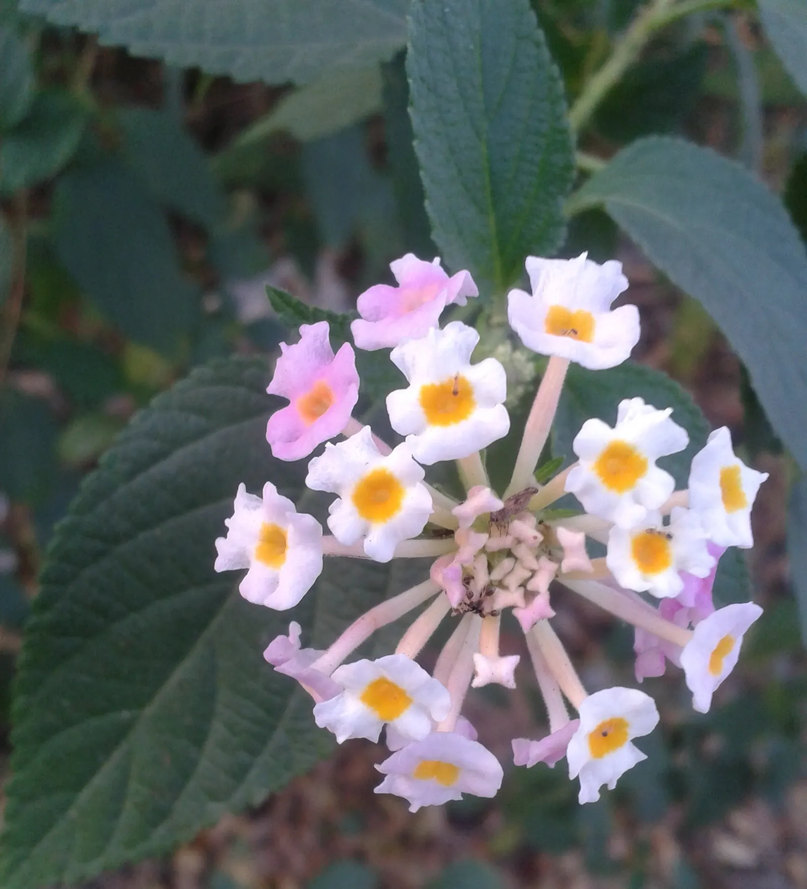Improved Lantana (Lantana Hybrids) — presents a vibrant option for gardeners seeking a robust yet ornamental addition to their landscaping projects