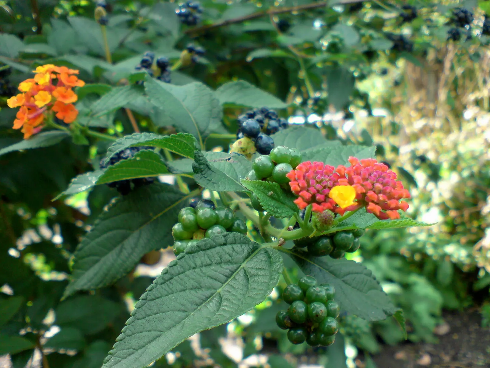 Improved Lantana (Lantana Hybrids) — so placement should be considered with this in mind