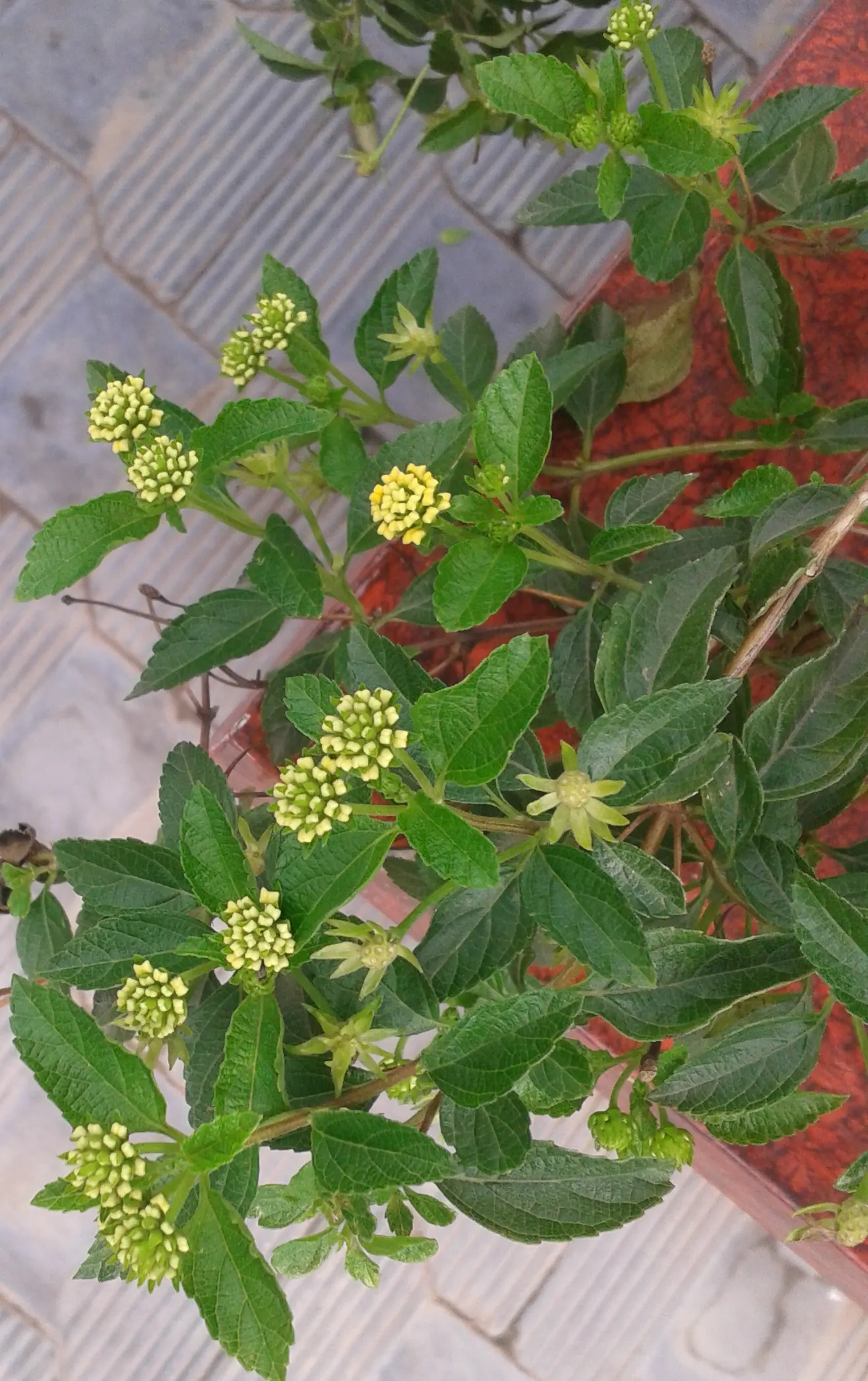 Improved Lantana (Lantana Hybrids) — These hybrids are a crossbreeding triumph