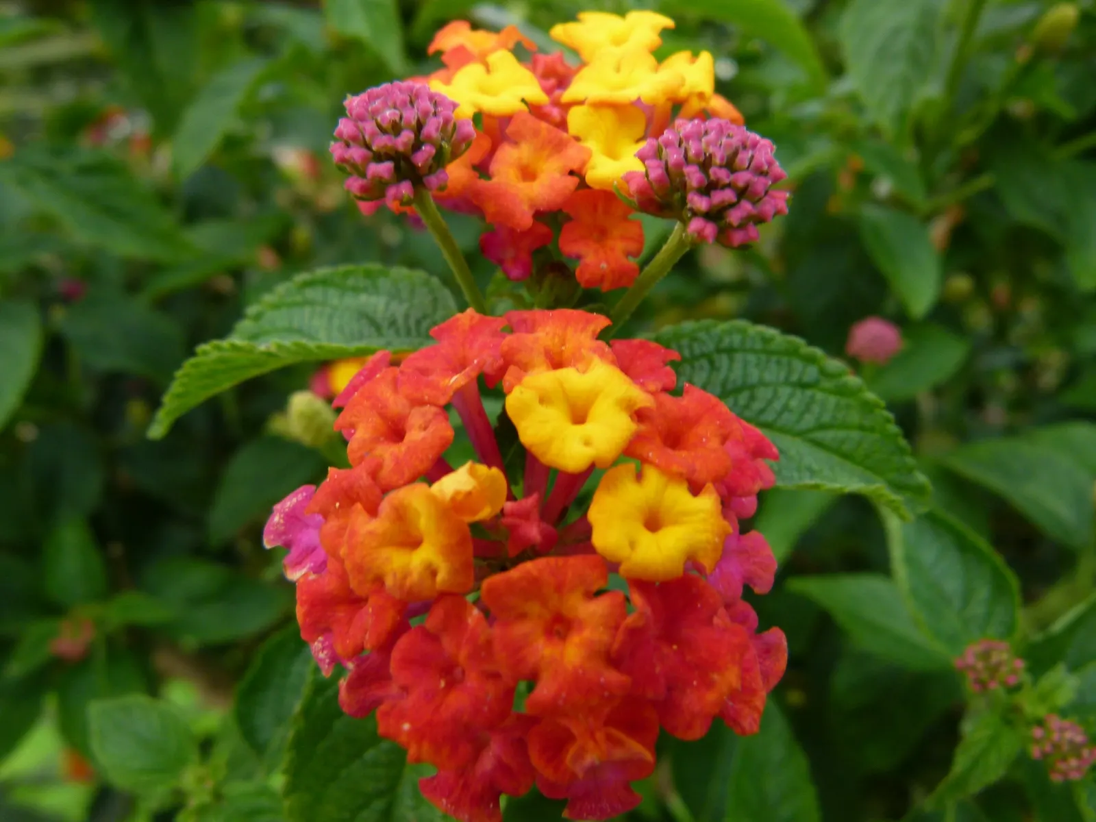Improved Lantana (Lantana Hybrids) — The foliage emits a pleasant scent when brushed