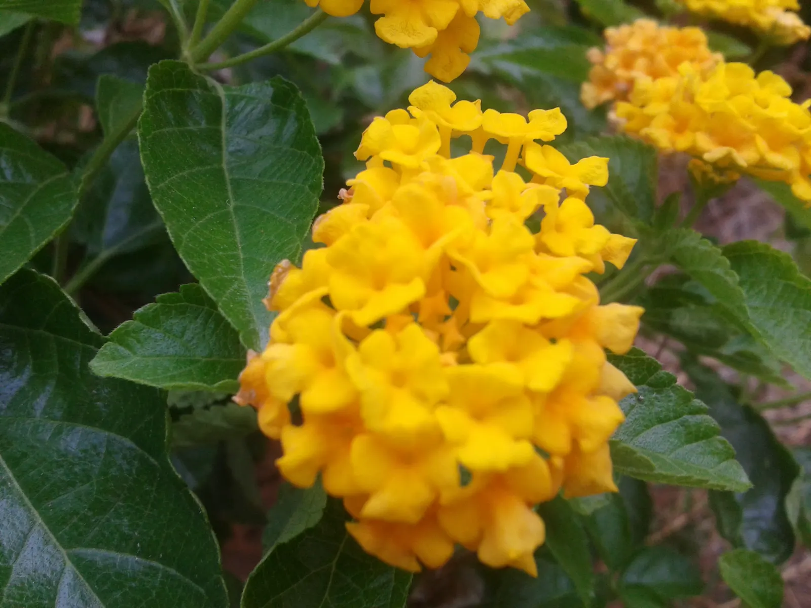 Improved Lantana (Lantana Hybrids) — They exhibit a mounding to slightly spreading growth habit that is both aesthetically appealing and functional