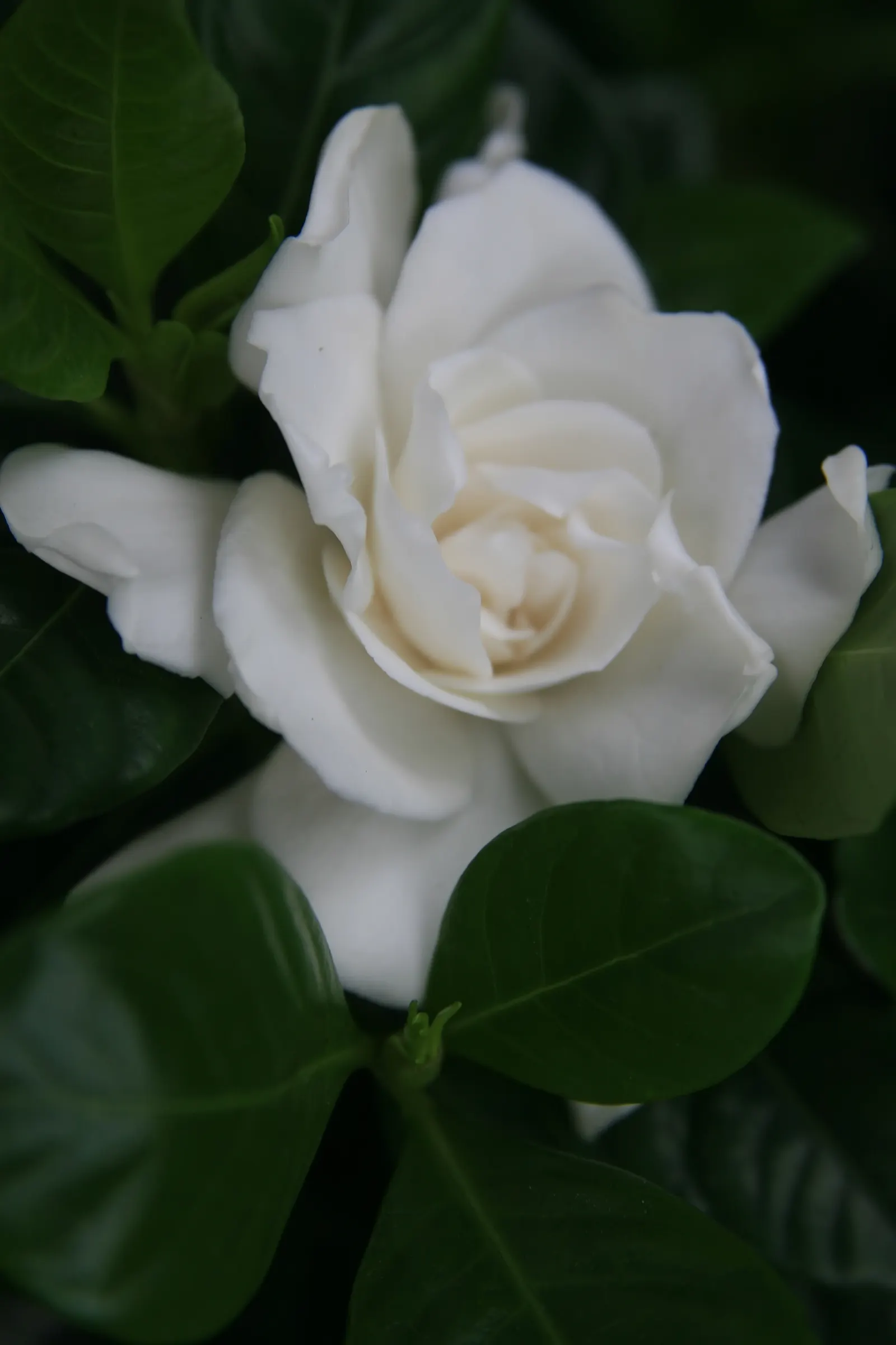 Veitch Gardenia (Gardenia Augusta 'Veitchii') — Regular watering and fertilization are key for optimal blooming