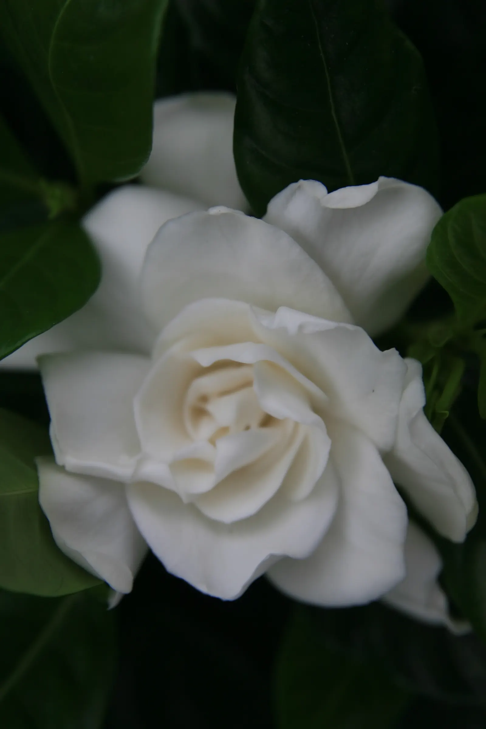 Veitch Gardenia (Gardenia Augusta 'Veitchii') — This cultivar of gardenia is a compact variety