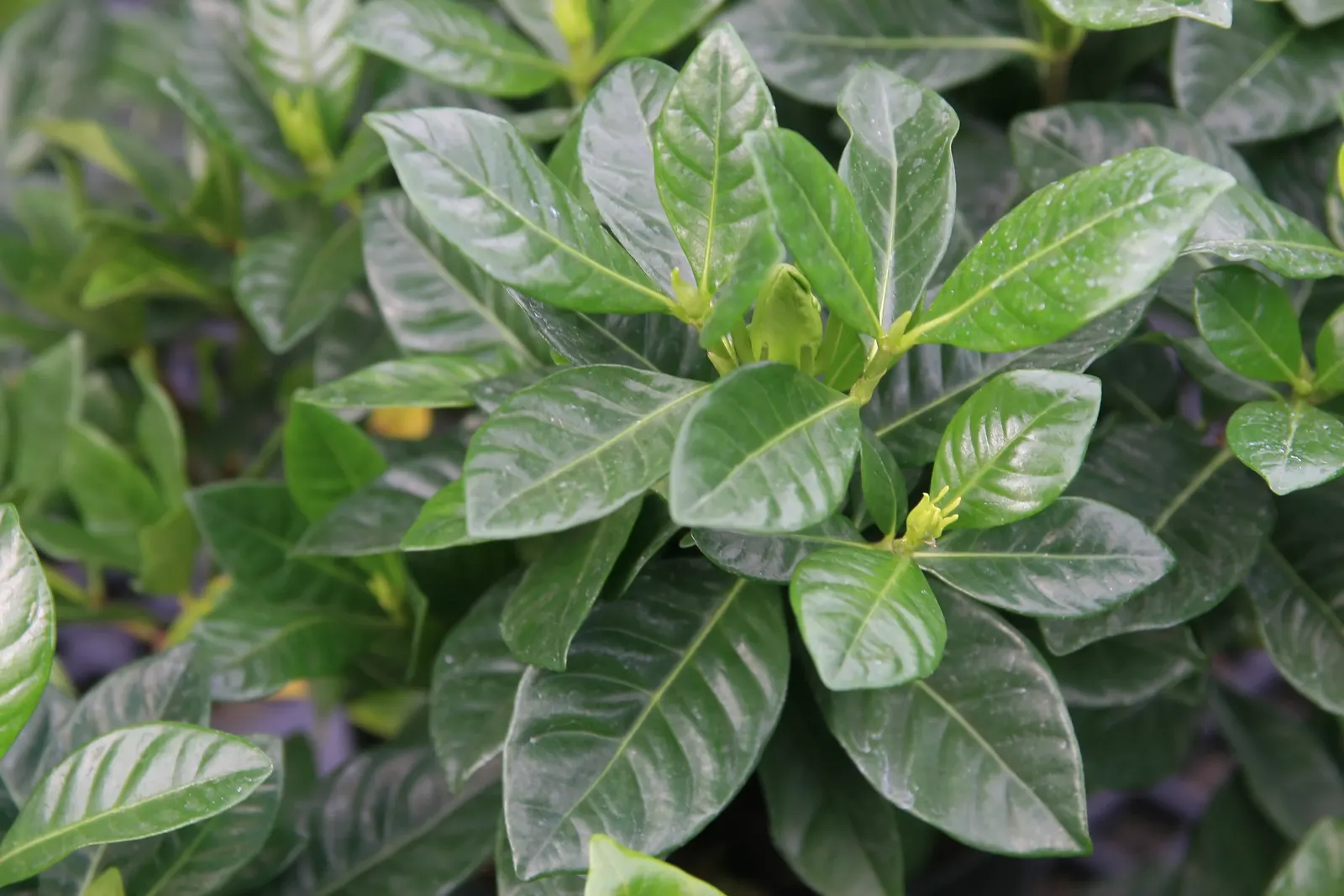 Veitch Gardenia (Gardenia Augusta 'Veitchii') — Prefers well-drained, acidic soil and partial to full sun