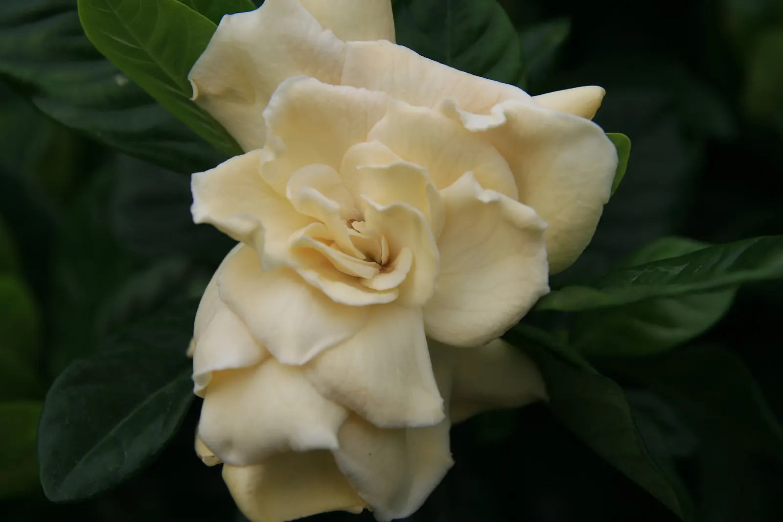 Veitch Gardenia (Gardenia Augusta 'Veitchii') — Gardenia jasminoides 'Veitchii'
