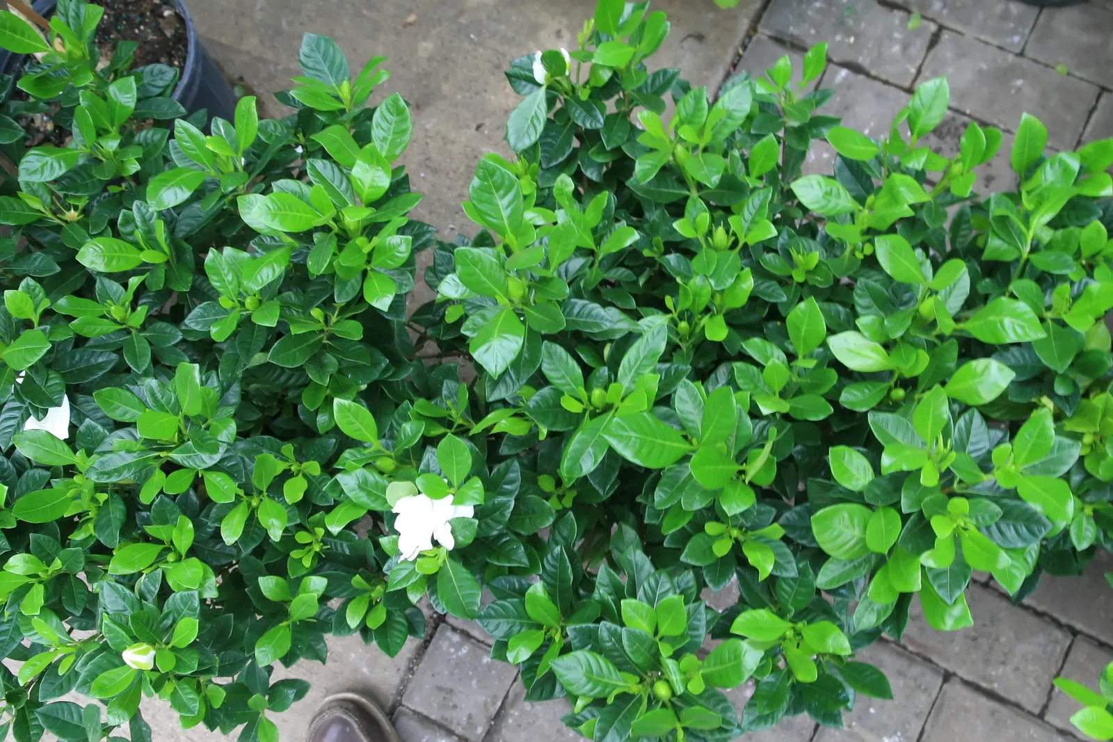 Veitch Gardenia (Gardenia Augusta 'Veitchii') — It features glossy, dark green leaves and highly fragrant, double white blooms that turn creamy with age