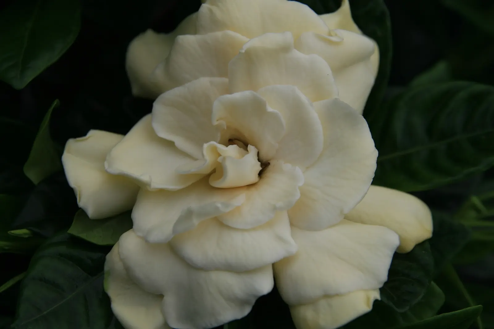 Veitch Gardenia (Gardenia Augusta 'Veitchii') — Ideal for hedges or as a focal specimen, it reaches 3-4 feet in height and width