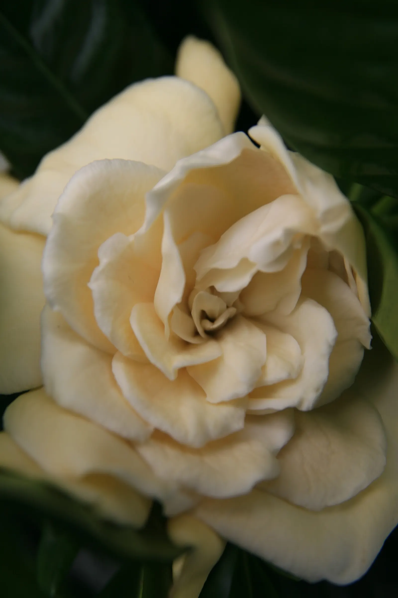 Veitch Gardenia (Gardenia Augusta 'Veitchii') — Veitch Jasmine (Gardenia augusta 'Veitchii') is a cherished evergreen shrub, thriving in zones 8-11