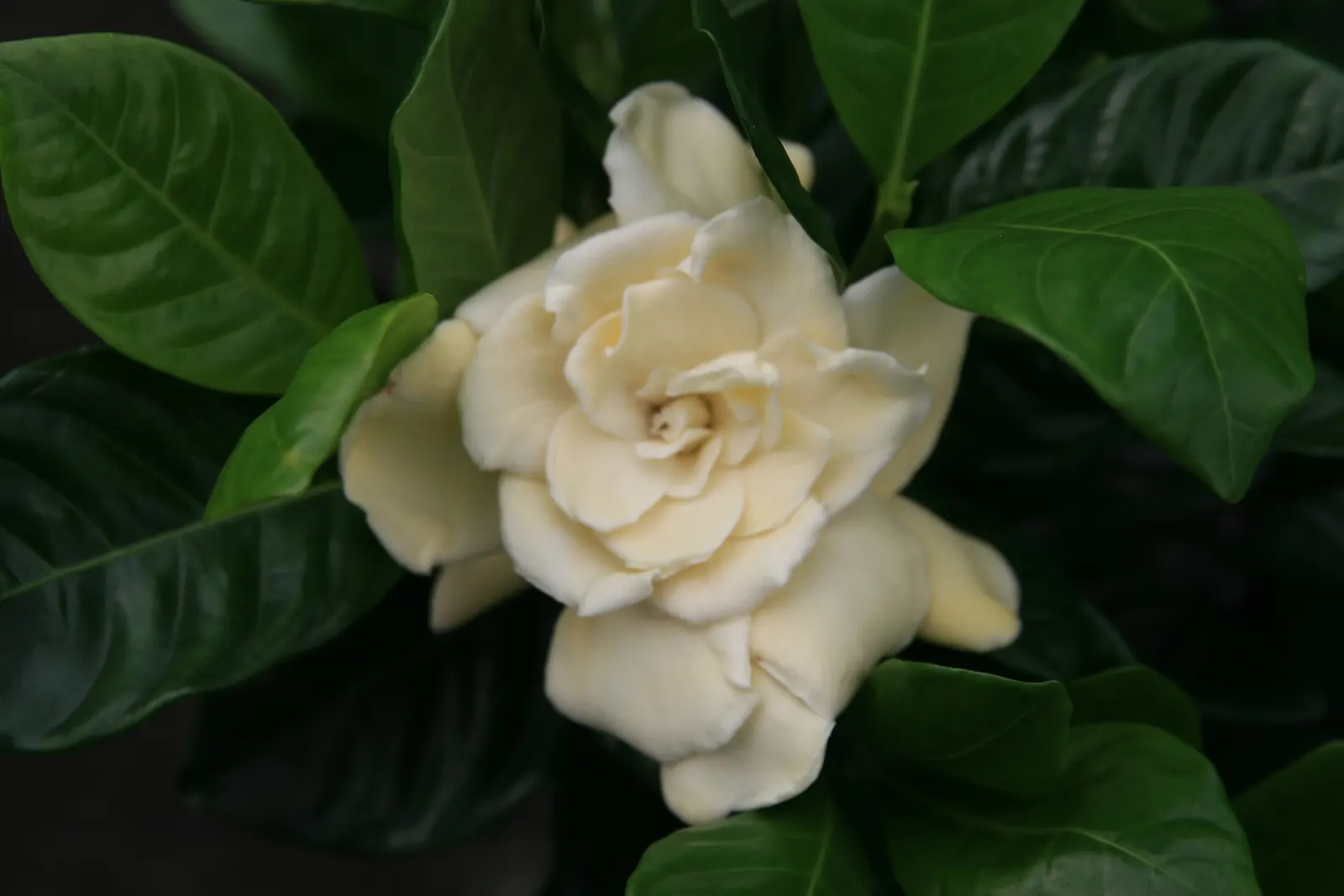 Veitch Gardenia (Gardenia Augusta 'Veitchii') — is a captivating evergreen shrub renowned for its richly fragrant white flowers and glossy