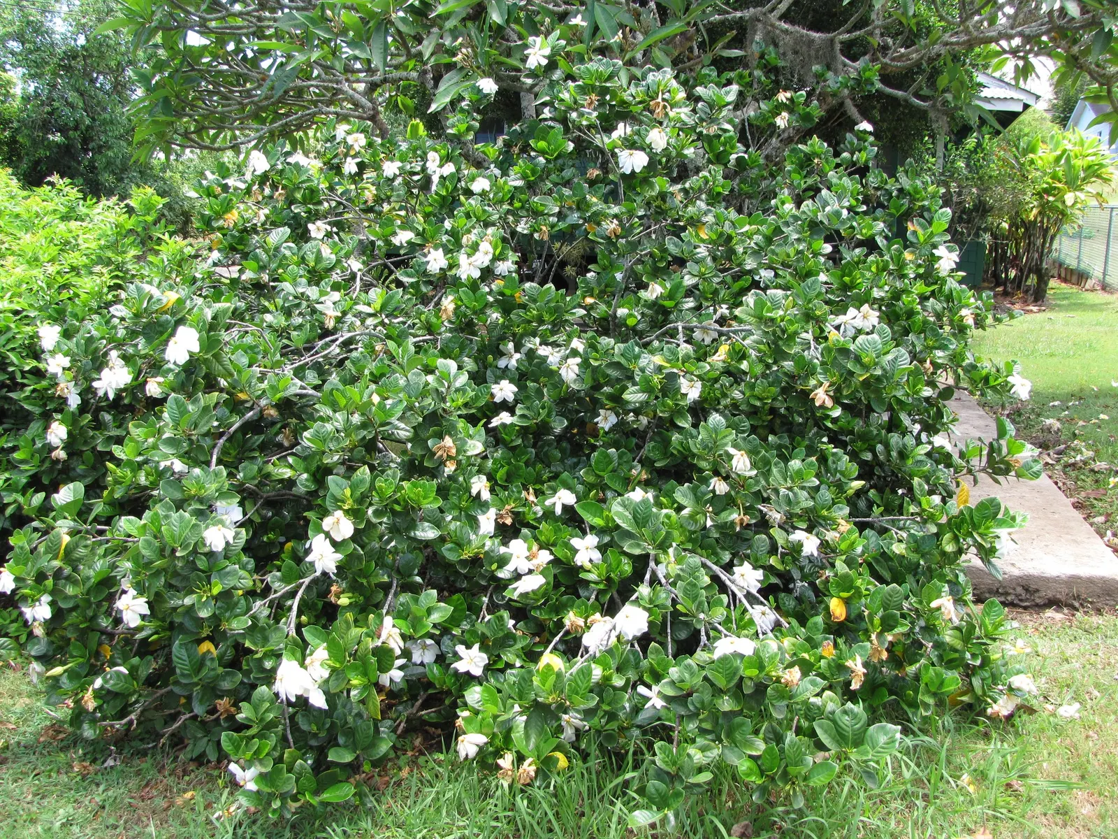 Veitch Gardenia (Gardenia Augusta 'Veitchii') — particularly during dry spells