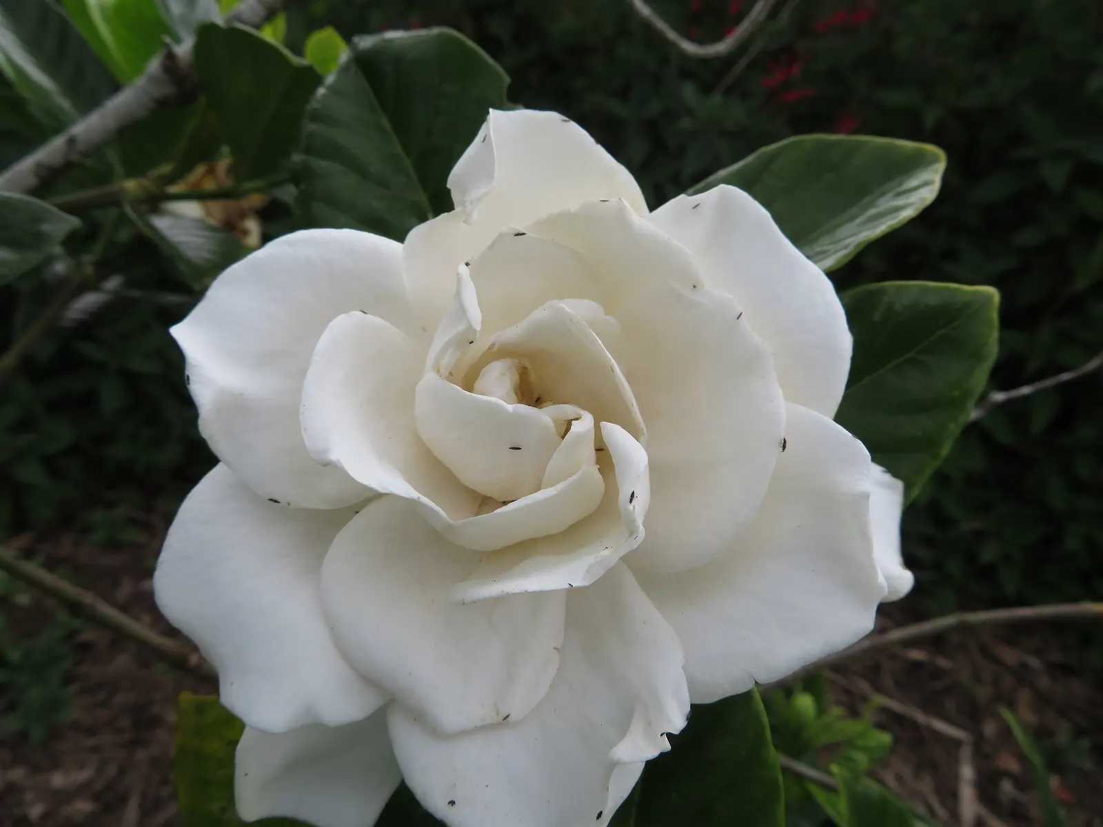 Veitch Gardenia (Gardenia Augusta 'Veitchii') — white flowers in the garden