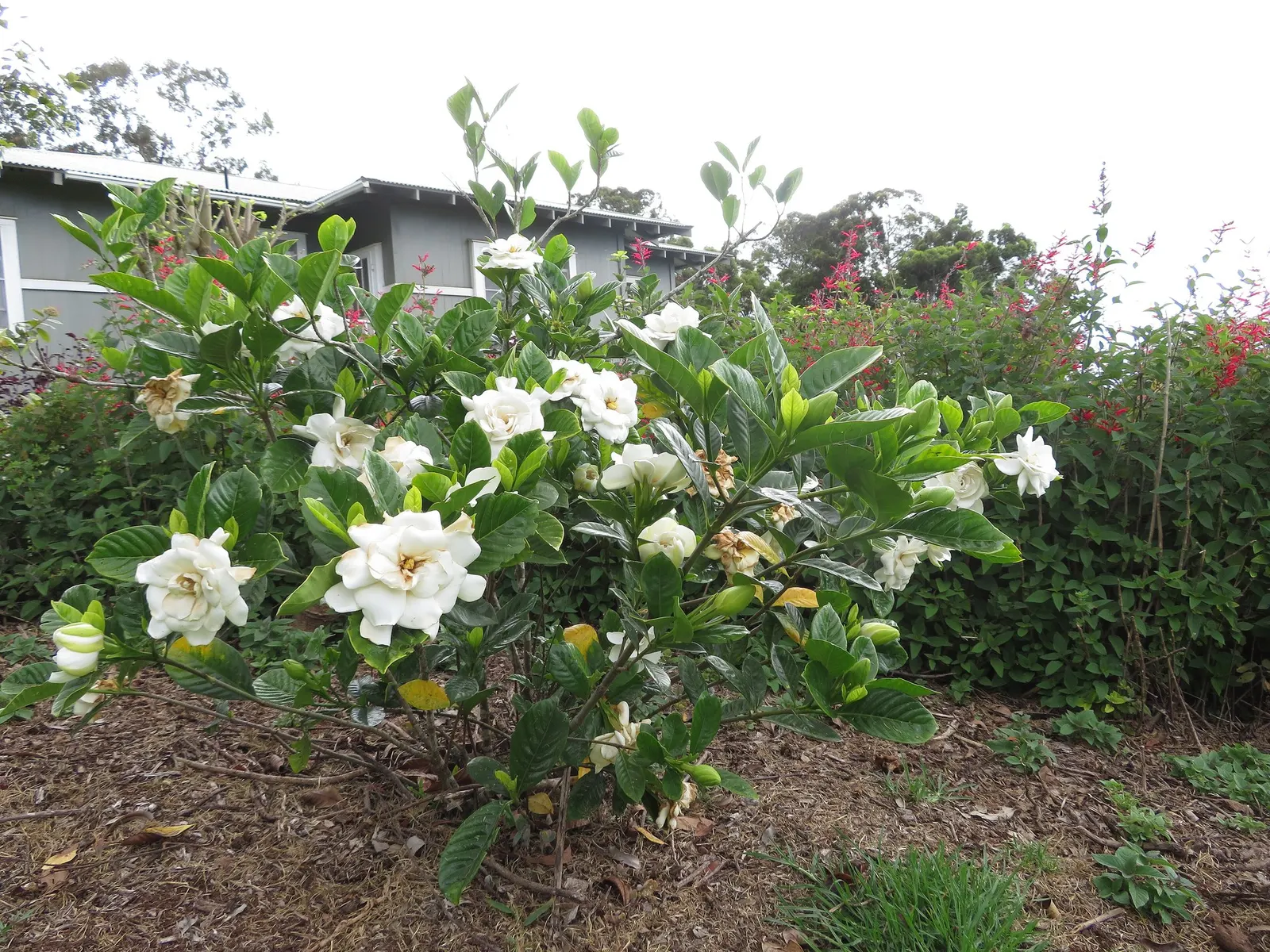 Veitch Gardenia (Gardenia Augusta 'Veitchii') — be mindful of potential pests like aphids and spider mites