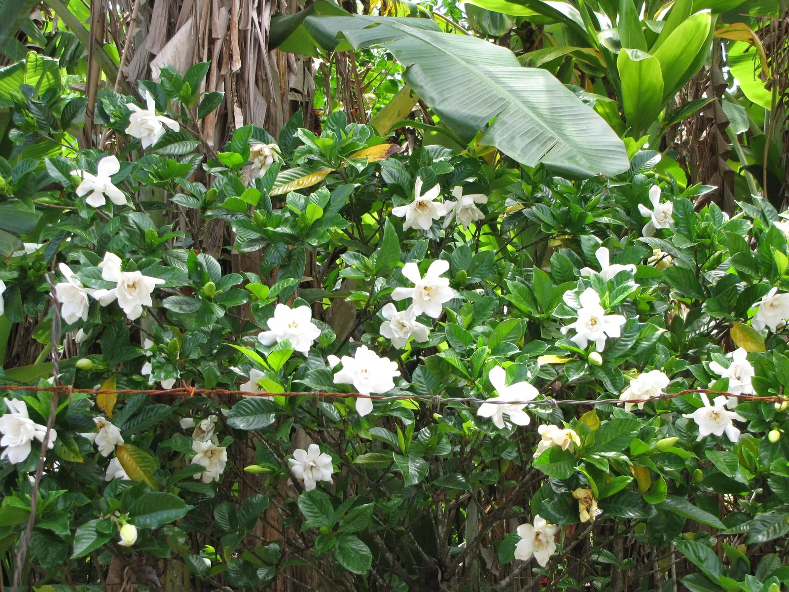 Veitch Gardenia (Gardenia Augusta 'Veitchii') — With attentive care, Gardenia jasminoides 'Veitchii' will be an aromatic and elegant addition to any landscape