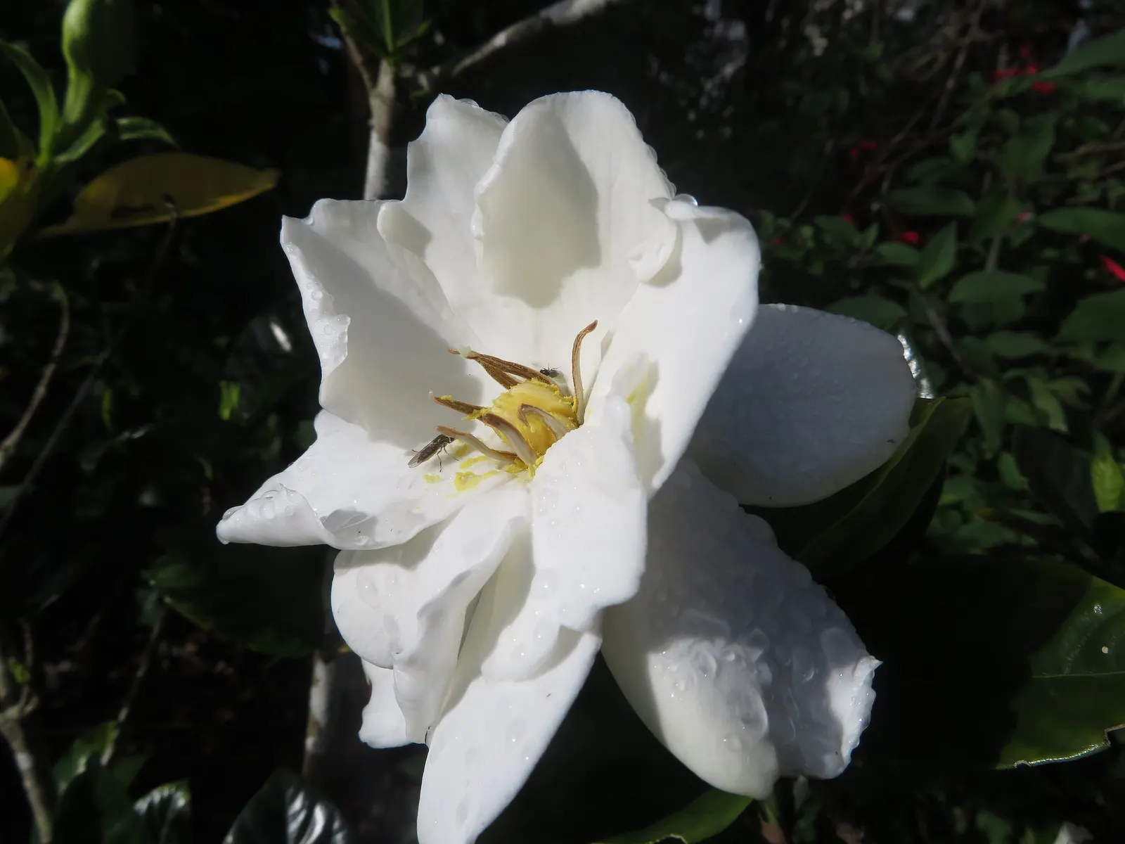 Veitch Gardenia (Gardenia Augusta 'Veitchii') — gradually unfurling into sumptuous