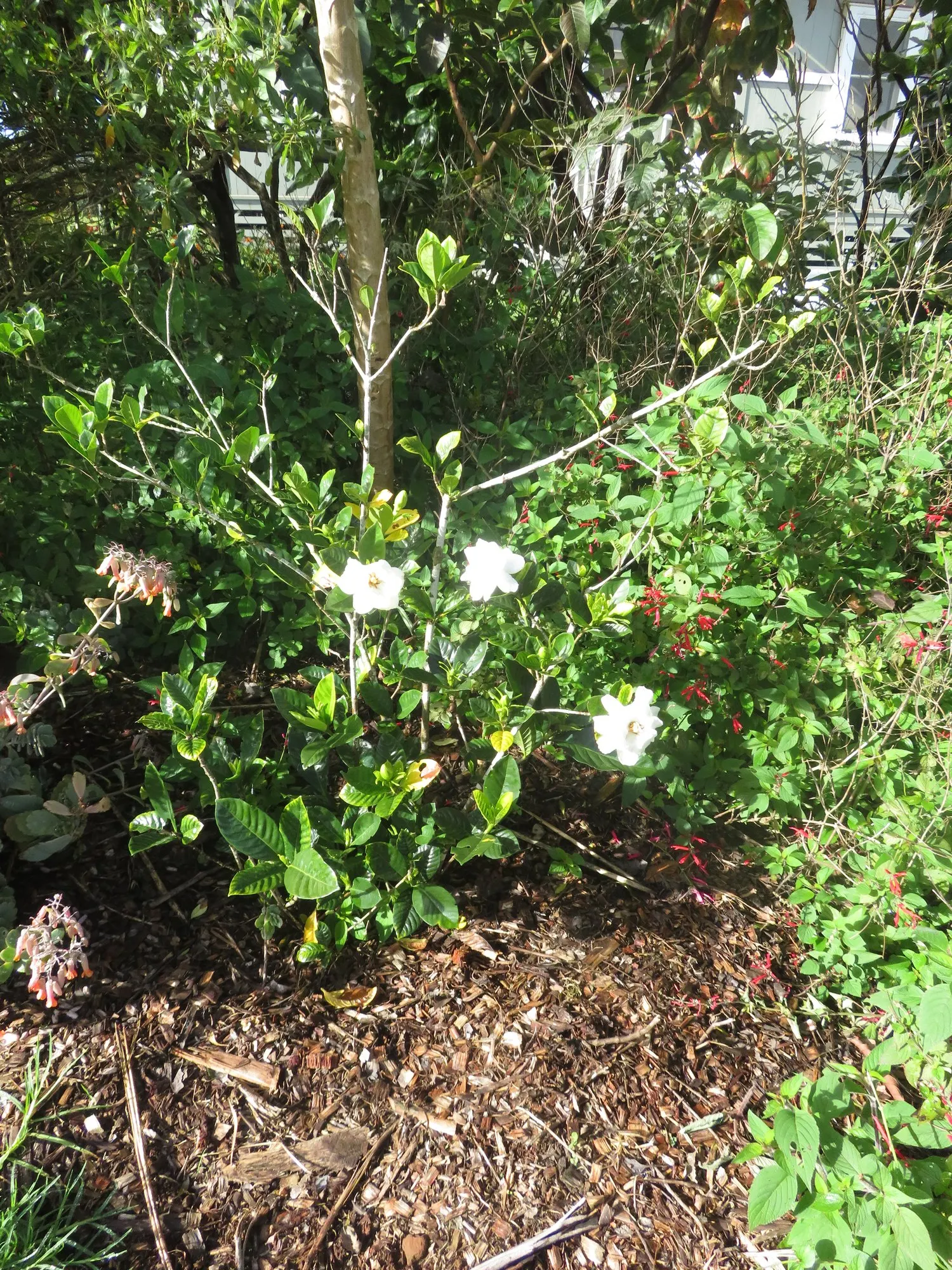 Veitch Gardenia (Gardenia Augusta 'Veitchii') — with the potential for a lighter rebloom in the fall