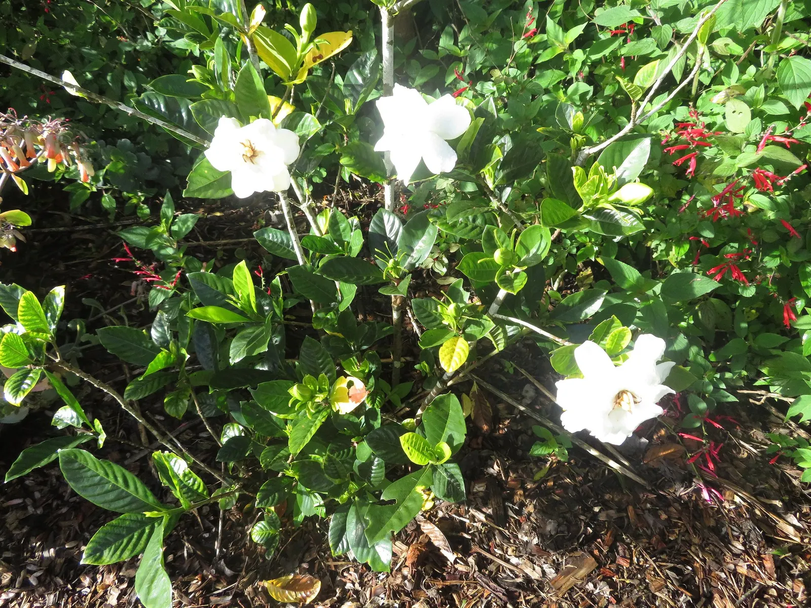 Veitch Gardenia (Gardenia Augusta 'Veitchii') — Its double-form flowers begin as creamy