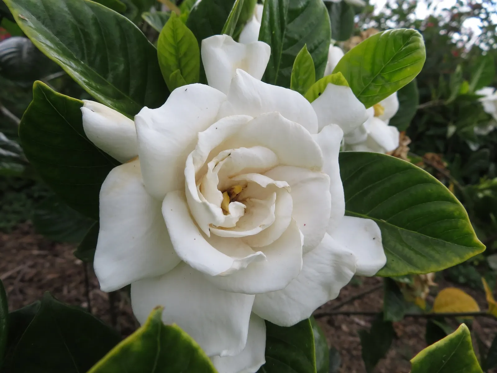 Veitch Gardenia (Gardenia Augusta 'Veitchii') — The plant requires regular watering