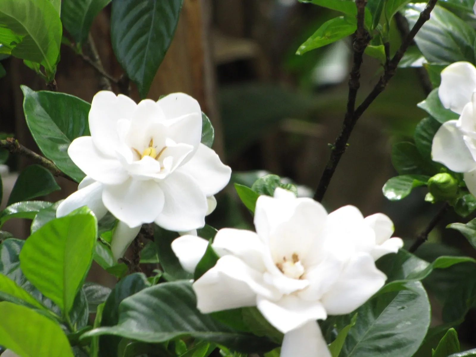 Veitch Gardenia (Gardenia Augusta 'Veitchii') — which can be managed with horticultural oils or insecticidal soaps