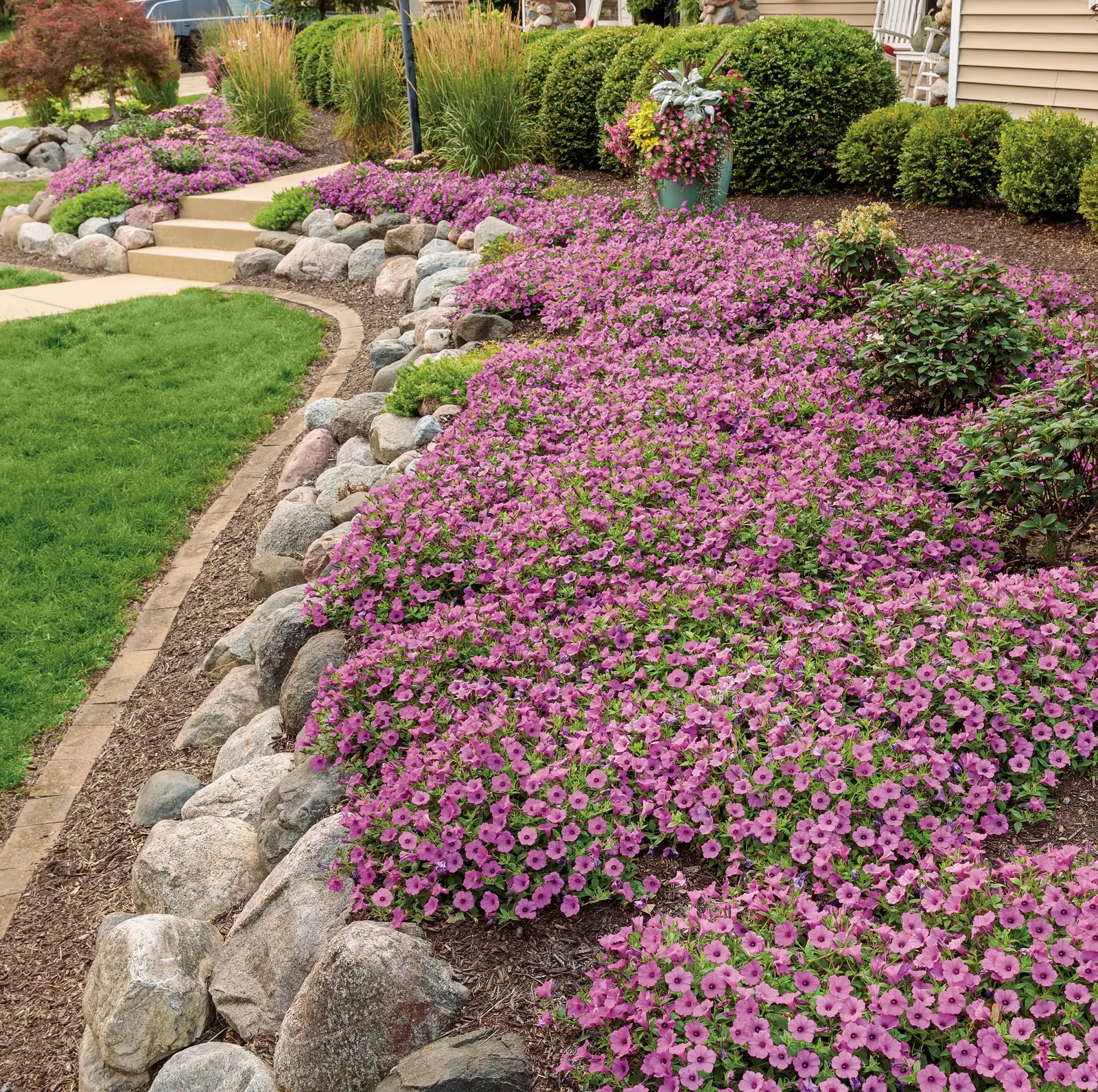 Let's Dance Can Do!® Reblooming hydrangea (Hydrangea macrophylla × serrata) — commonly referred to as Let's Dance Can Do!® Reblooming hydrangea