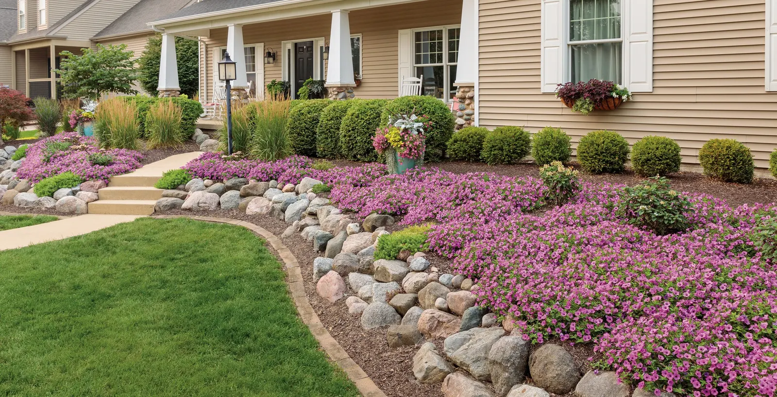 Little Quick Fire® Panicle Hydrangea (Hydrangea paniculata) — valued for bringing the panicle hydrangea season forward with fresh