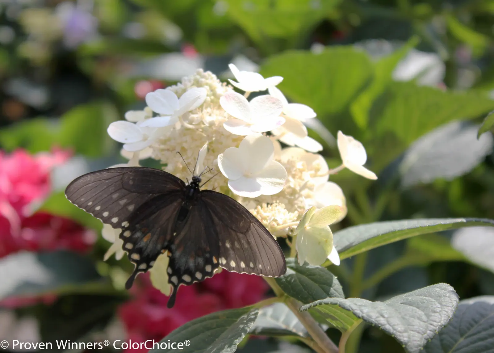 Little Quick Fire® Panicle Hydrangea (Hydrangea paniculata) — commonly referred to as Little Quick Fire® Panicle Hydrangea