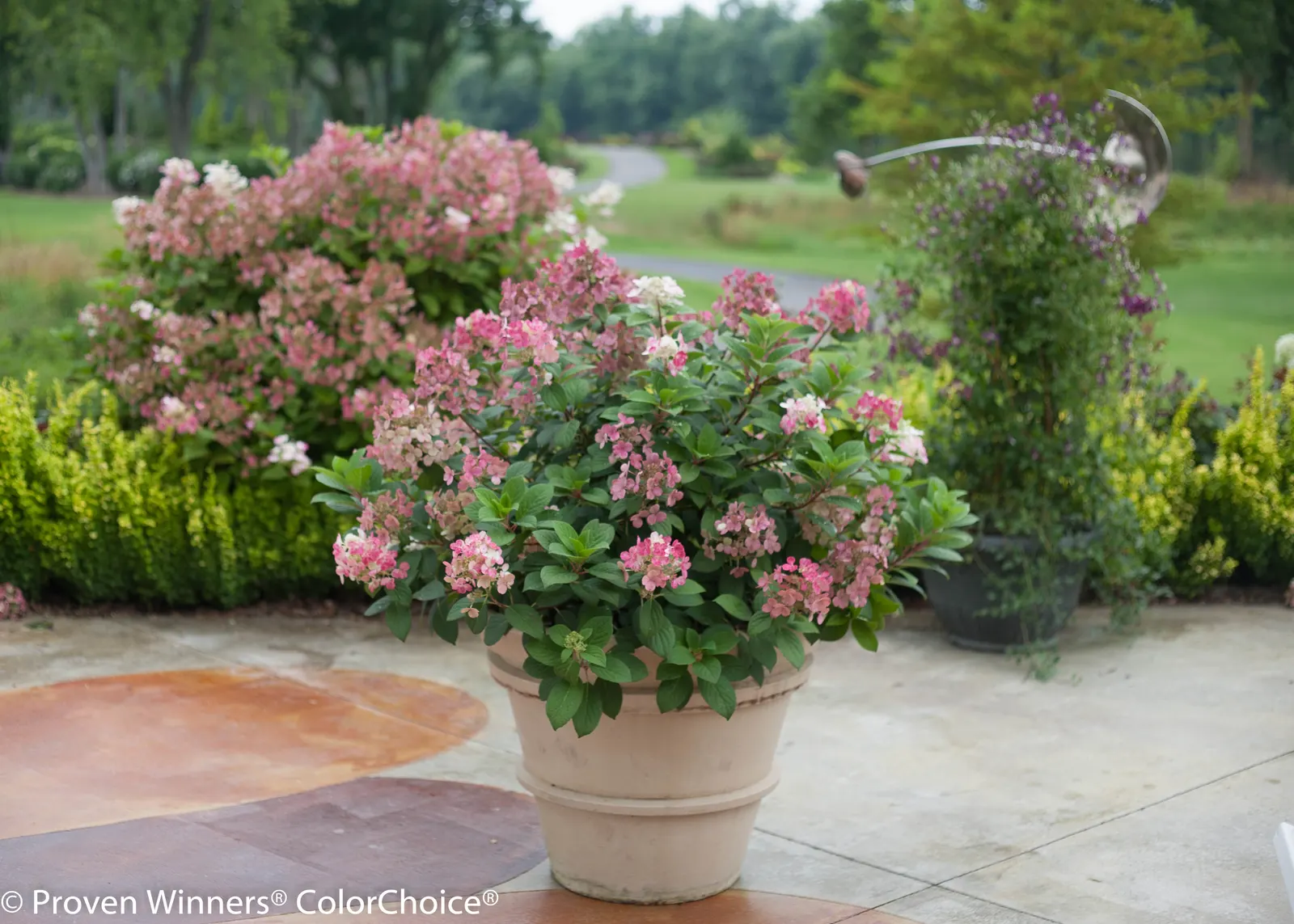 Little Quick Fire® Panicle Hydrangea (Hydrangea paniculata) — is a compact deciduous shrub from the Proven Winners® collection