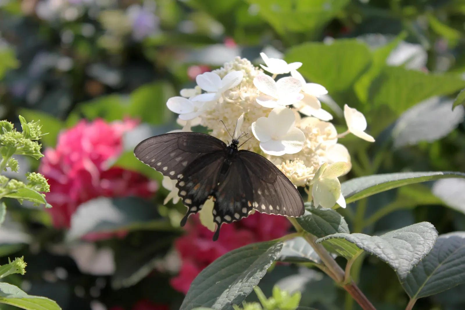 Little Quick Fire® Panicle Hydrangea (Hydrangea paniculata) — Plant in part sun to full sun with well-drained soil and average, consistent water; prune in late
