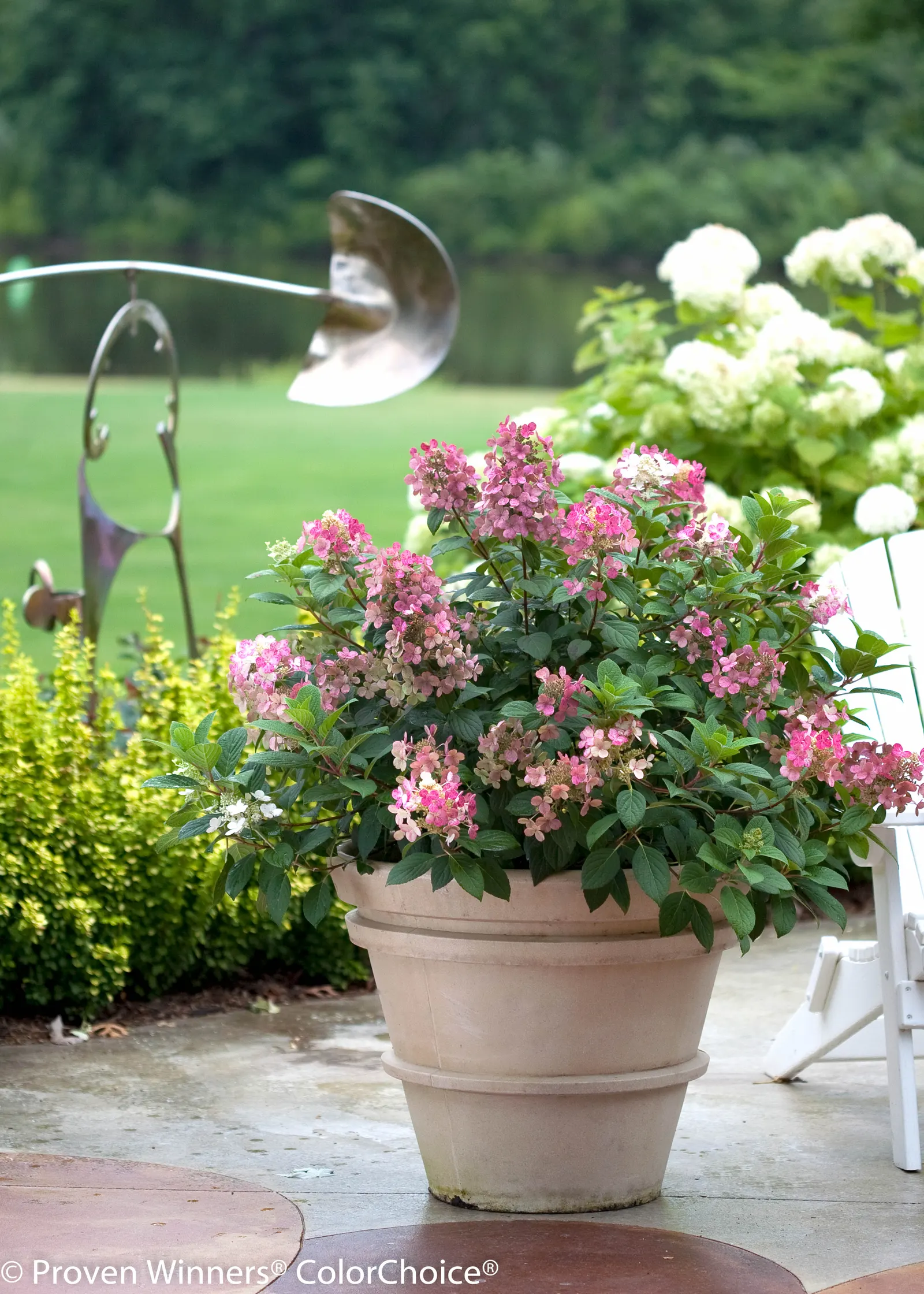 Little Quick Fire® Panicle Hydrangea (Hydrangea paniculata) — This Little Quick Fire® selection grows 3-5 feet tall and wide with an upright habit