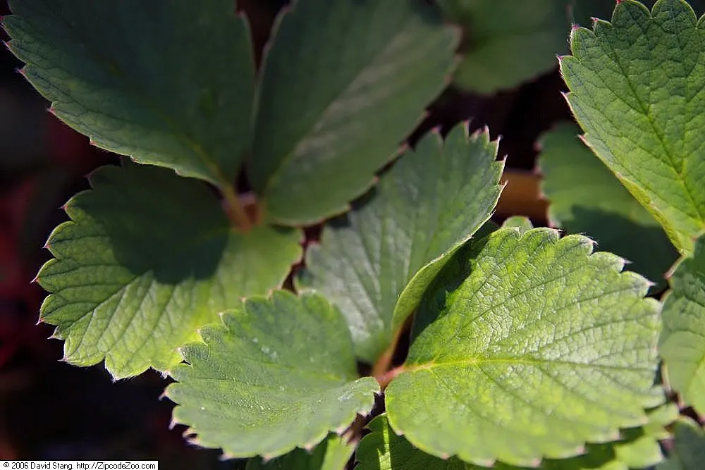 Lipstick Strawberry (Fragaria Chiloensis 'Lipstick') — The plant reaches up to 8 inches in height and spreads 12-24 inches wide
