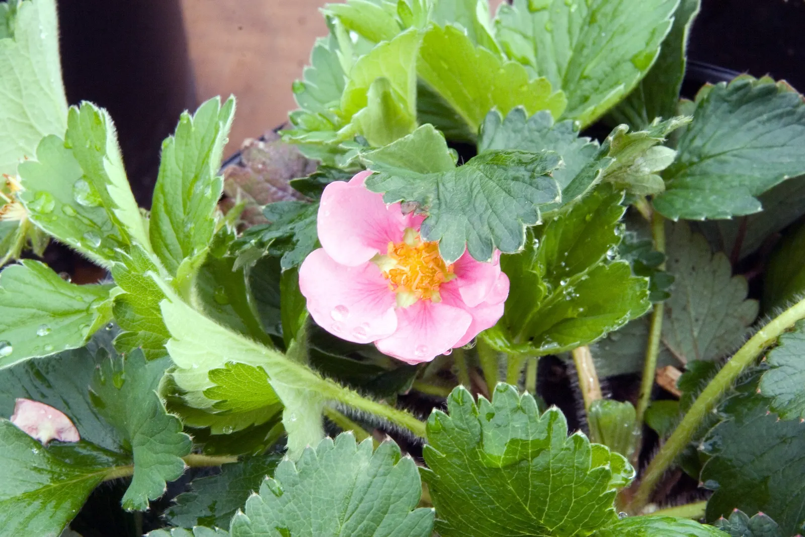 Lipstick Strawberry (Fragaria Chiloensis 'Lipstick') — The Fragaria chiloensis 'Lipstick', a perennial ornamental strawberry, thrives in USDA zones 4-8