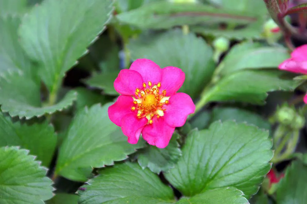 Lipstick Strawberry (Fragaria Chiloensis 'Lipstick') — 'Lipstick' is primarily valued for its decorative appeal and ground-covering ability