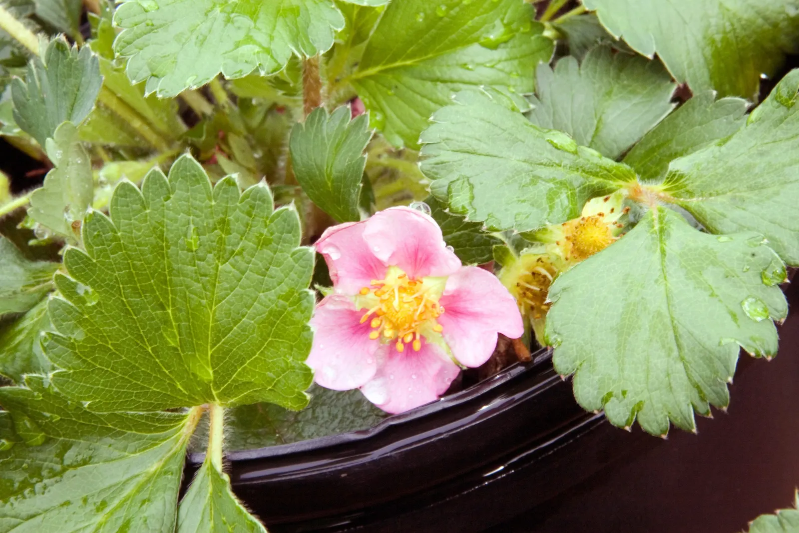 Lipstick Strawberry (Fragaria Chiloensis 'Lipstick') — Prefers full sun to part shade and well-drained soil