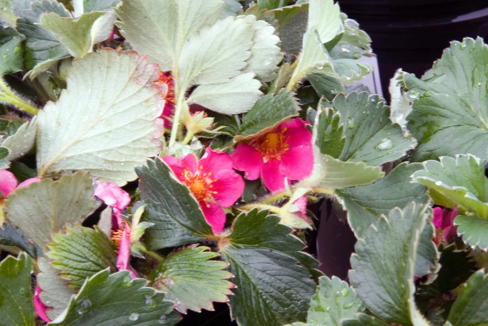 Lipstick Strawberry (Fragaria Chiloensis 'Lipstick') — It boasts striking deep pink blossoms contrasting with lush green foliage