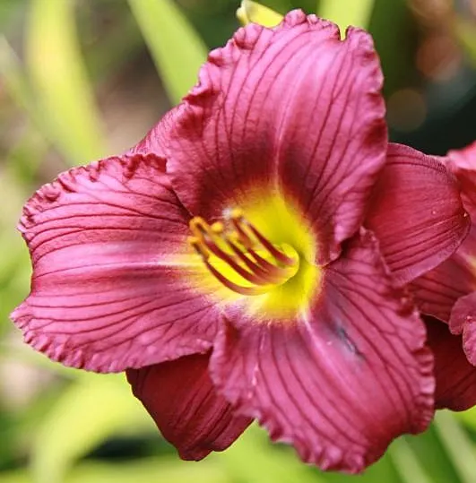 Little Grapette Daylily (Hemerocallis 'Little Grapette') — Each flower, about 2 inches in diameter, emerges atop 12-15 inch tall scapes