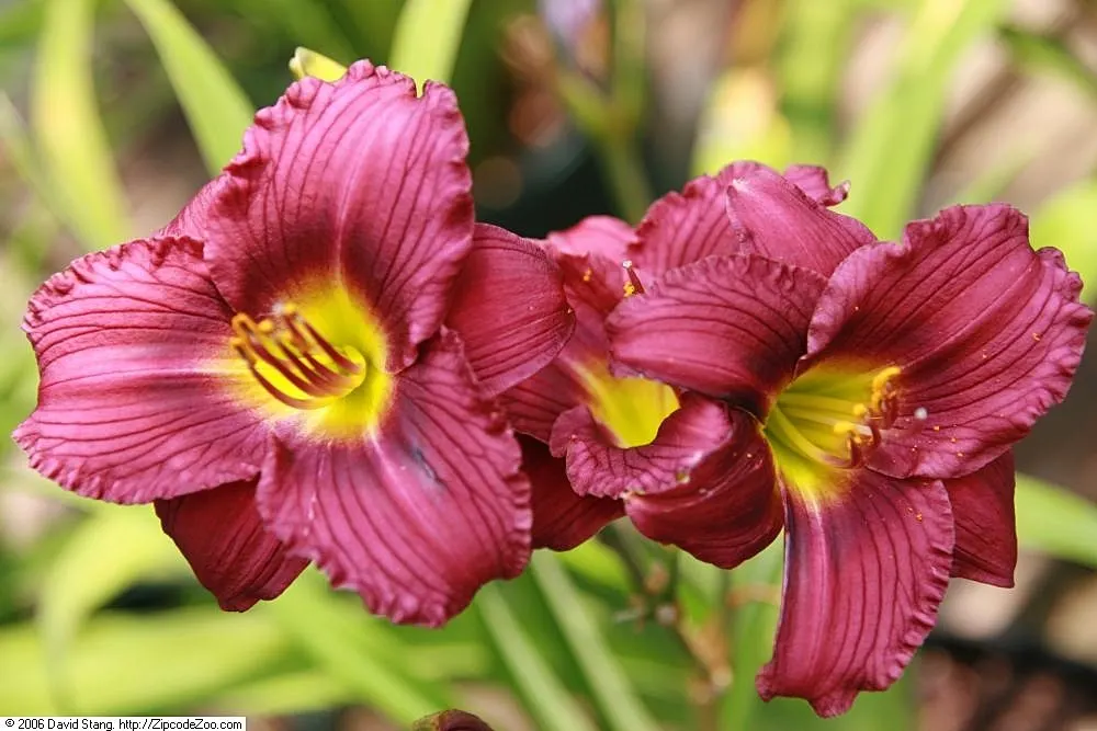 Little Grapette Daylily (Hemerocallis 'Little Grapette') — is a hardy perennial boasting vibrant purple blooms