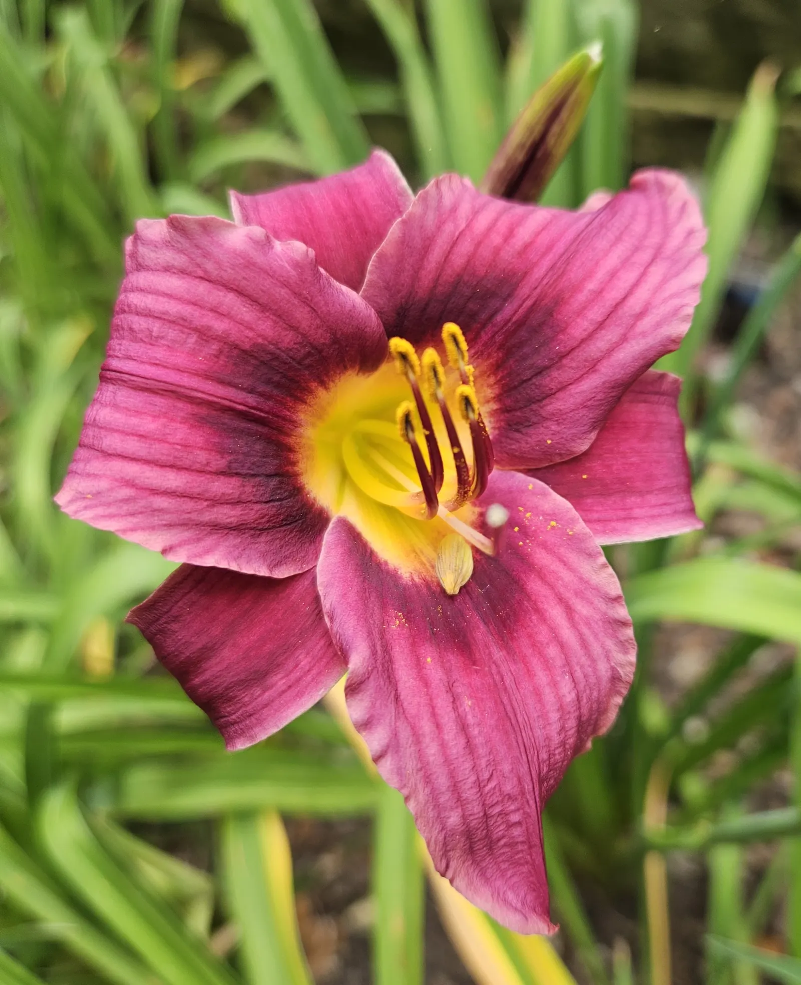 Little Grapette Daylily (Hemerocallis 'Little Grapette') — commonly known as Little Grapette Daylily