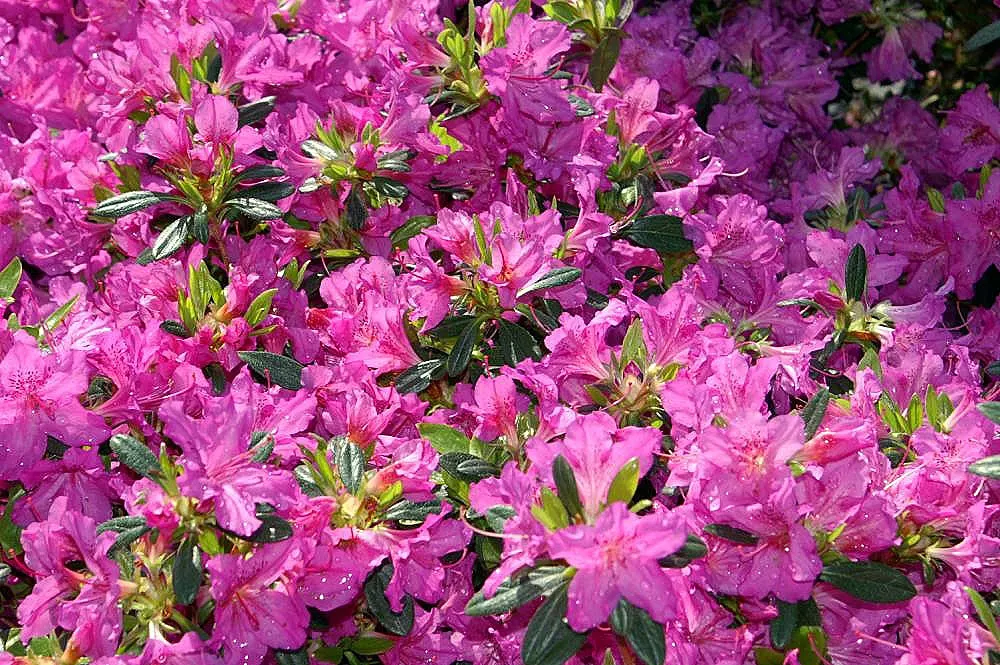 Karen Azalea (Azalea X 'Karen') — With a mature size of 2-4 feet tall and 3-5 feet wide, this hardy Azalea thrives in well-drained, acidic soil