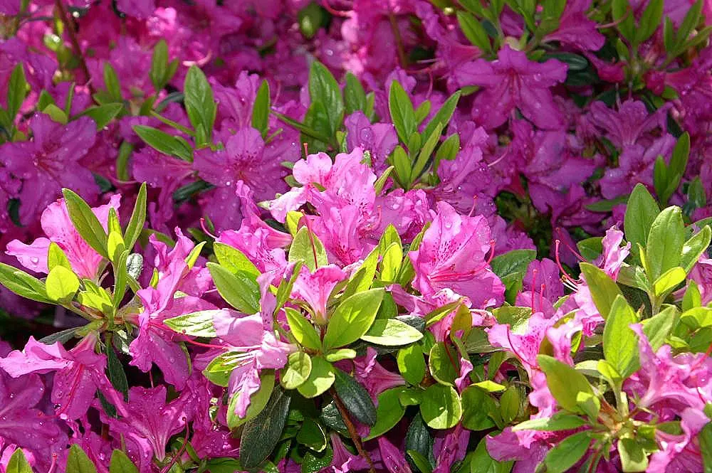 Karen Azalea (Azalea X 'Karen') — The Karen Azalea (Azalea x 'Karen') is a vibrant deciduous shrub renowned for its profuse spring blossoms