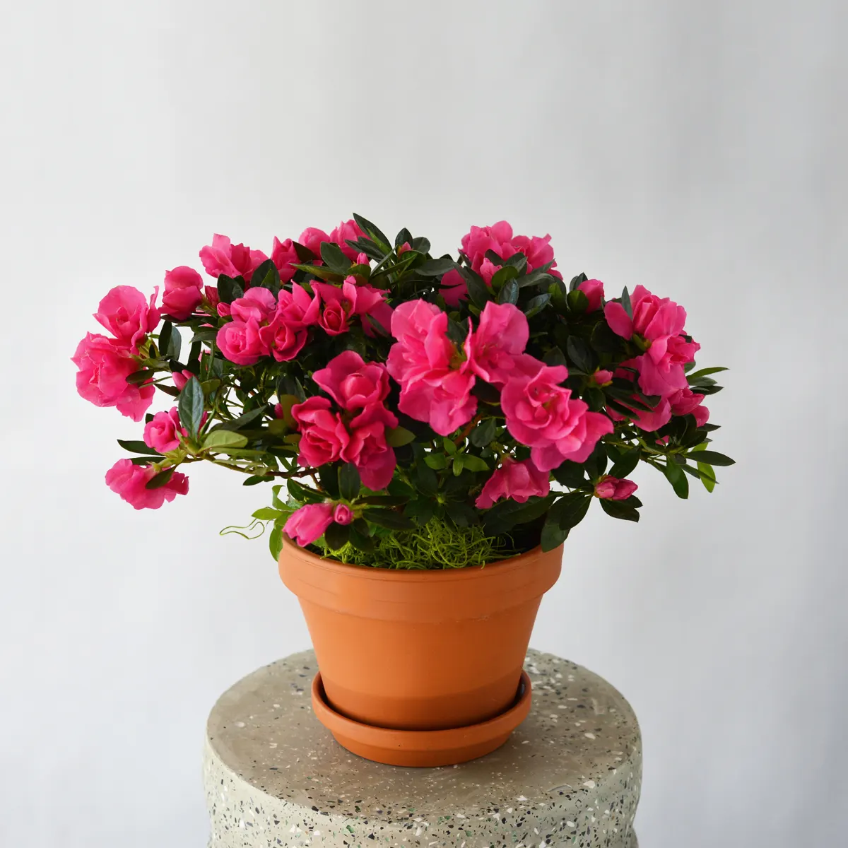Karen Azalea (Azalea X 'Karen') — Deep purple flowers with a magenta undertone and a delicate white blaze emerge in April-May