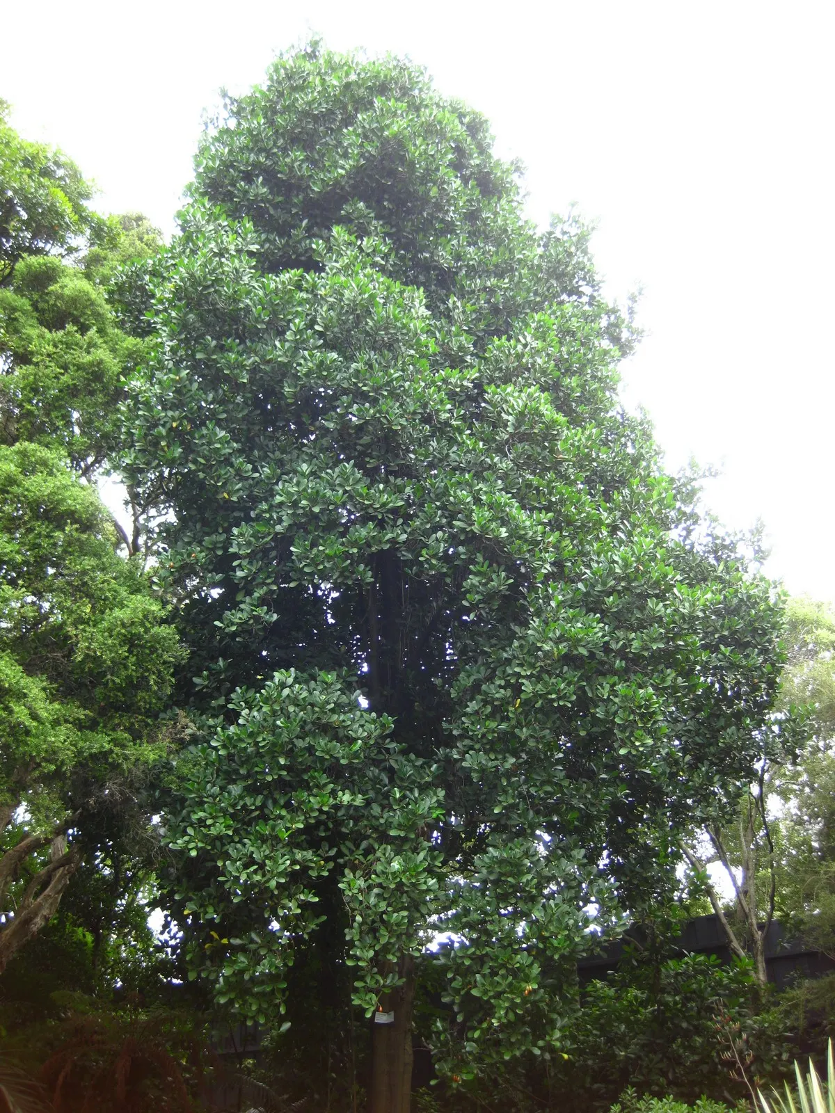 New Zealand Laurel (Corynocarpus Laevigatus) — it is quite drought-tolerant