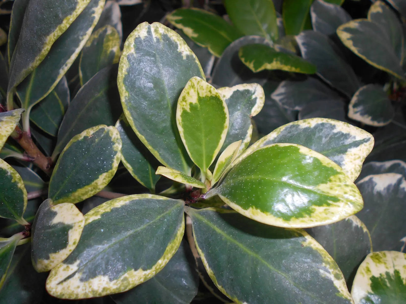 New Zealand Laurel (Corynocarpus Laevigatus) — It showcases glossy, leathery leaves and clusters of small, fragrant cream flowers; it reaches an impressive