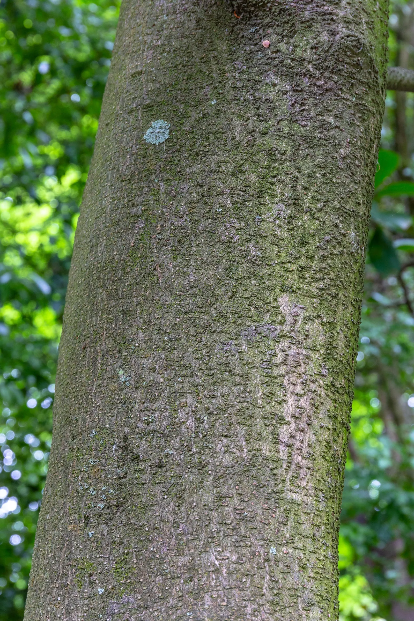 New Zealand Laurel (Corynocarpus Laevigatus) — providing substantial shade and visual impact.<br><br>Corynocarpus laevigatus features glossy