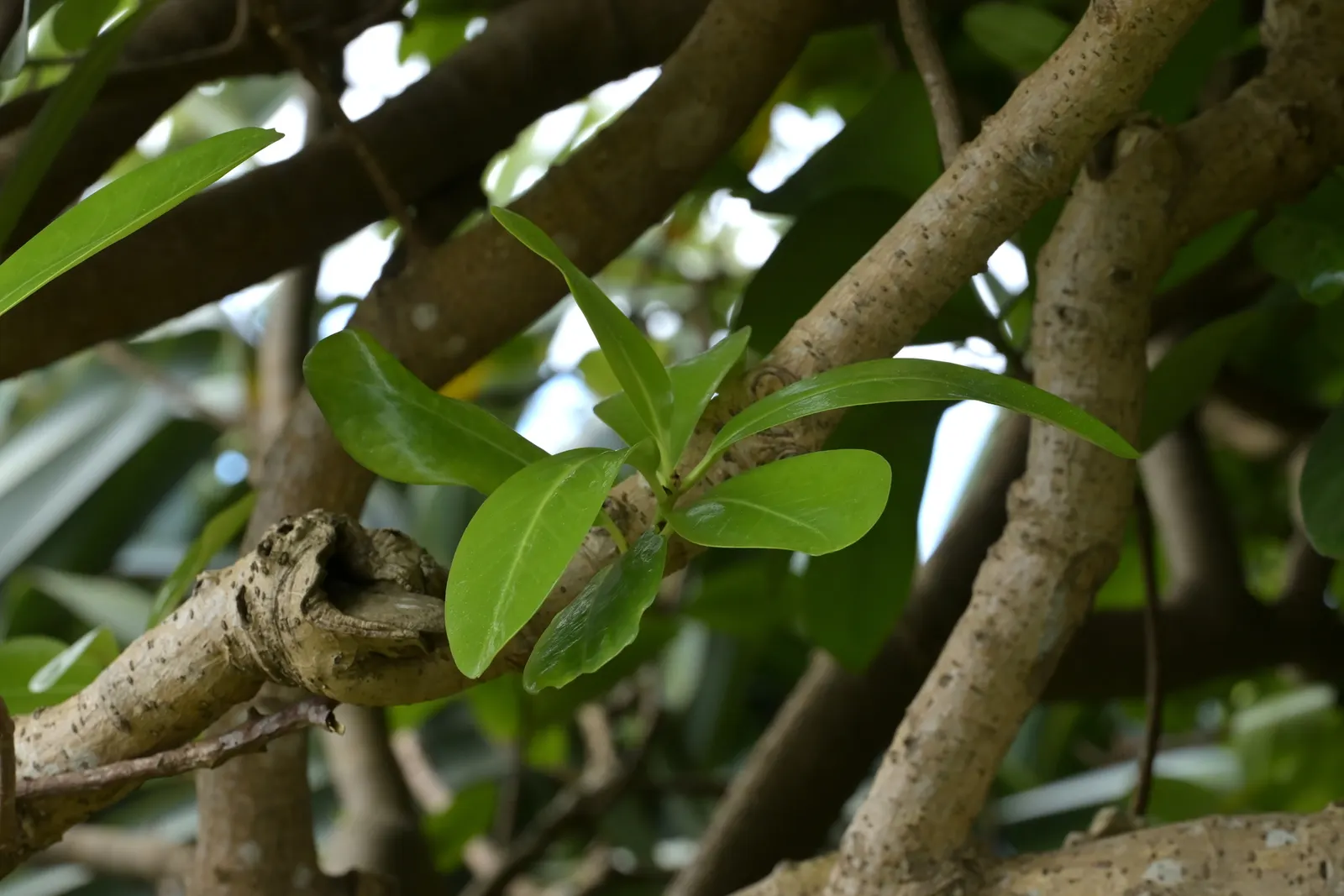 New Zealand Laurel (Corynocarpus Laevigatus) — is an evergreen tree that offers lush; consider its size at maturity and allow enough space for its canopy to