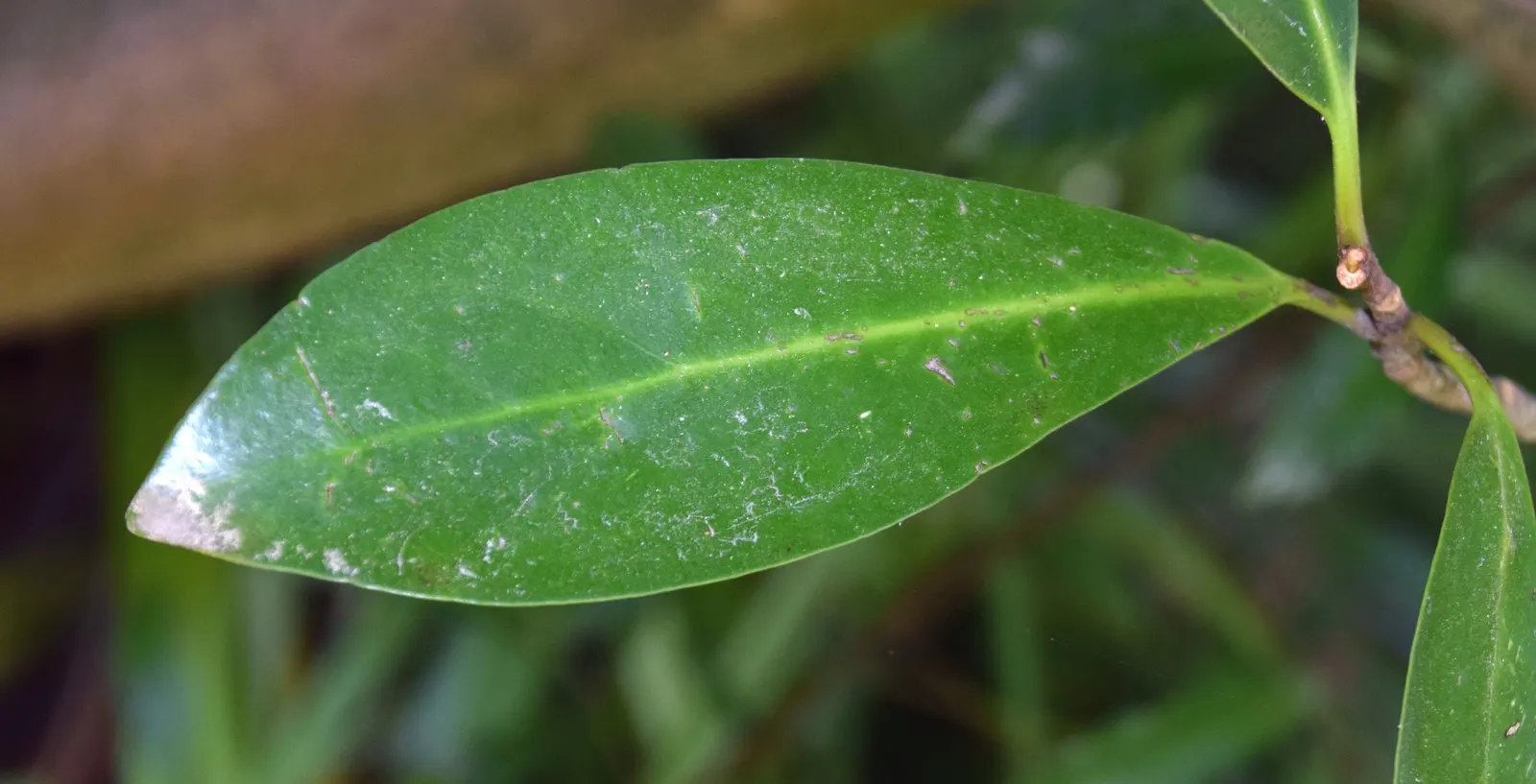 New Zealand Laurel (Corynocarpus Laevigatus) — Hardy in USDA zones 8-11, it thrives in full sun to partial shade