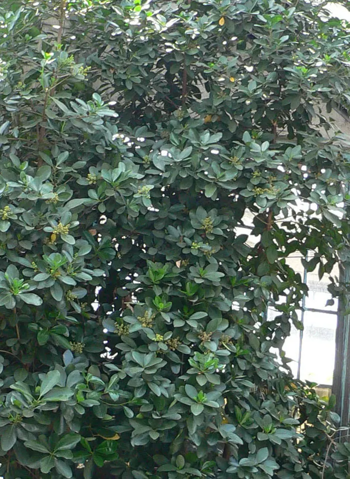 New Zealand Laurel (Corynocarpus Laevigatus) — The New Zealand Laurel, or Corynocarpus laevigatus, is an evergreen tree reaching up to 33 feet tall