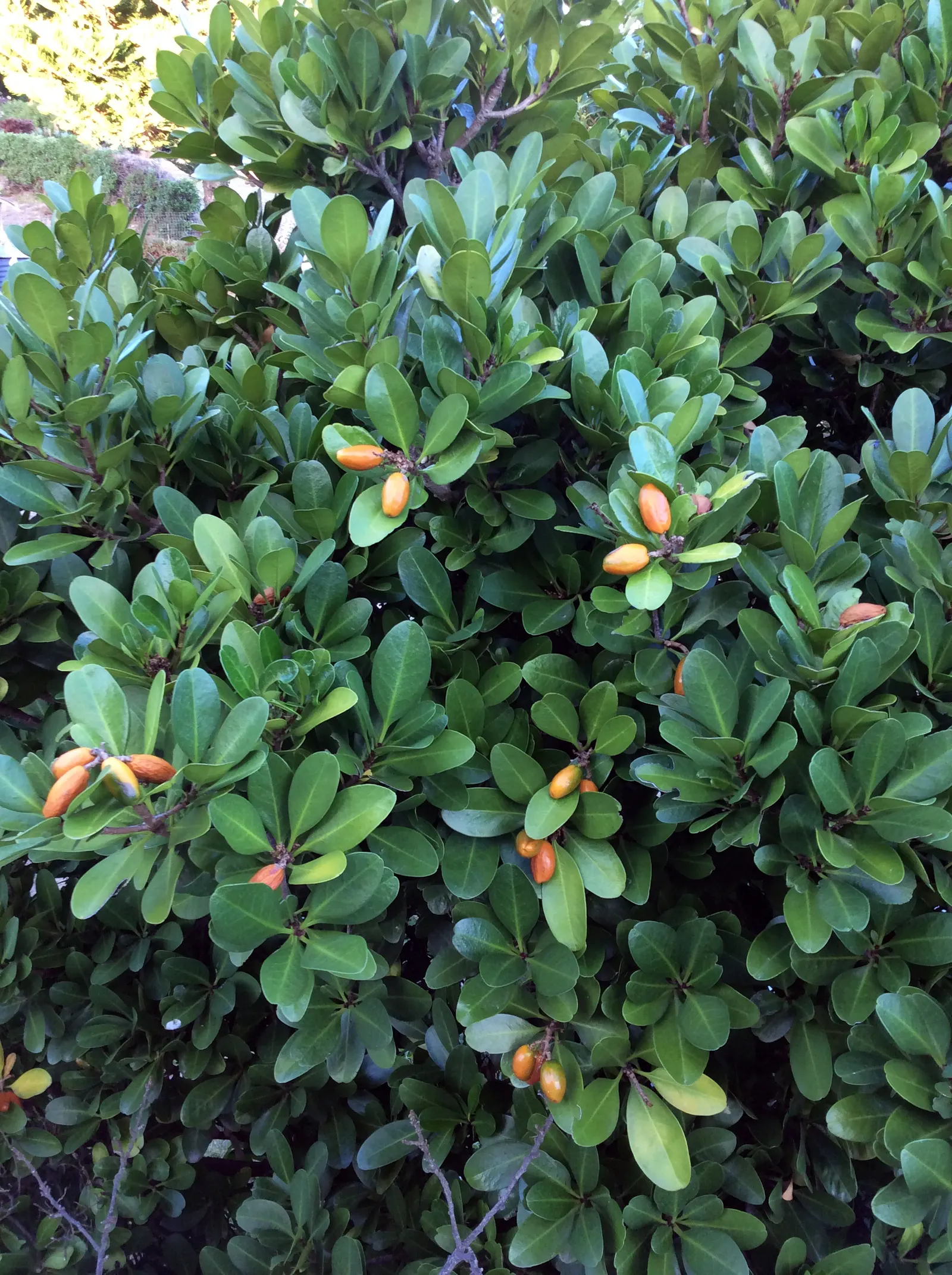 New Zealand Laurel (Corynocarpus Laevigatus) — consider its size at maturity and allow enough space for its canopy to develop